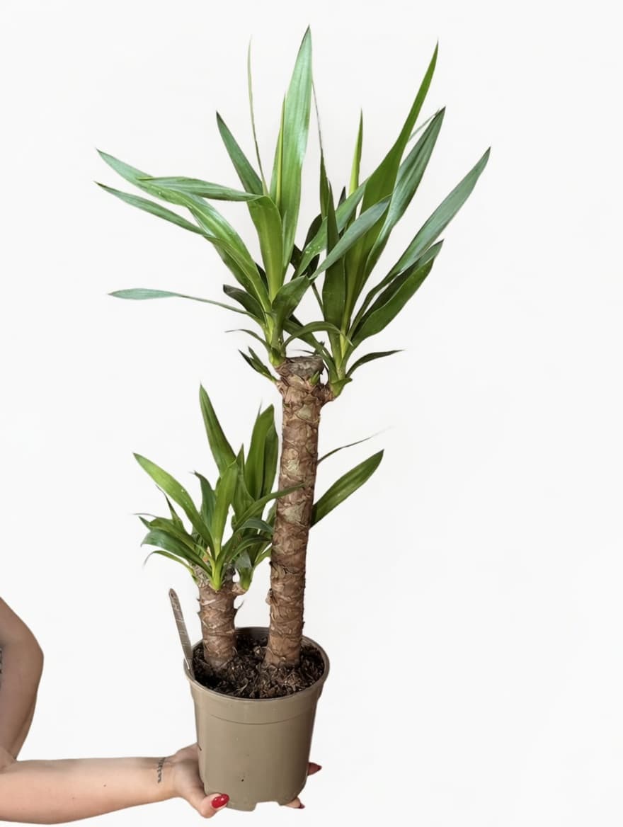 Saksı Yuka (Yucca - Hayat Ağacı) görseli