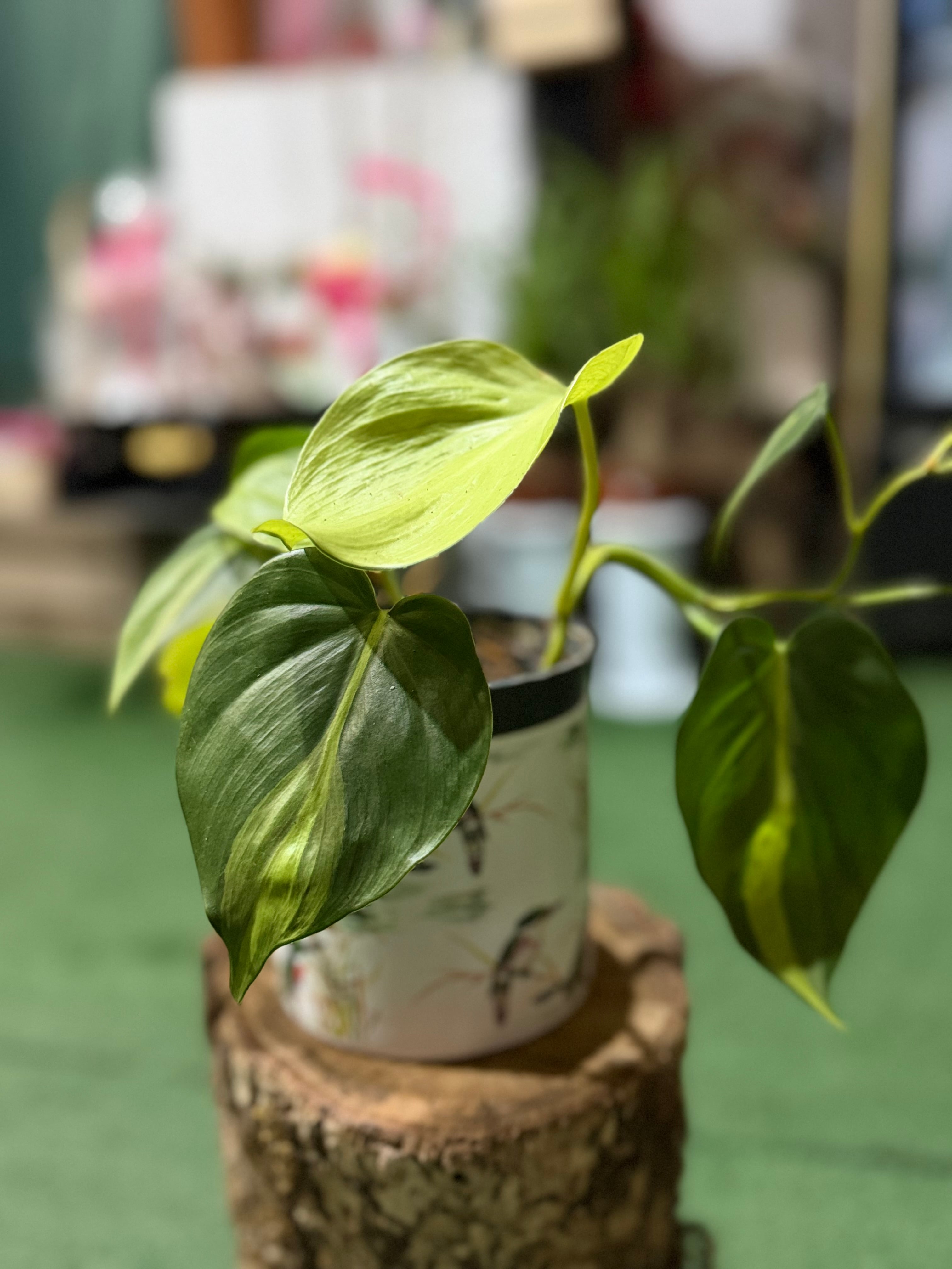 Philodendron Scandens "Brasil" in a Decorative Pot — 1