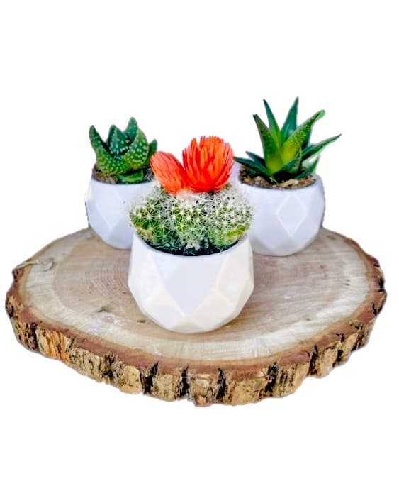 Слика на Сет од 3 мини сукуленти и кактус