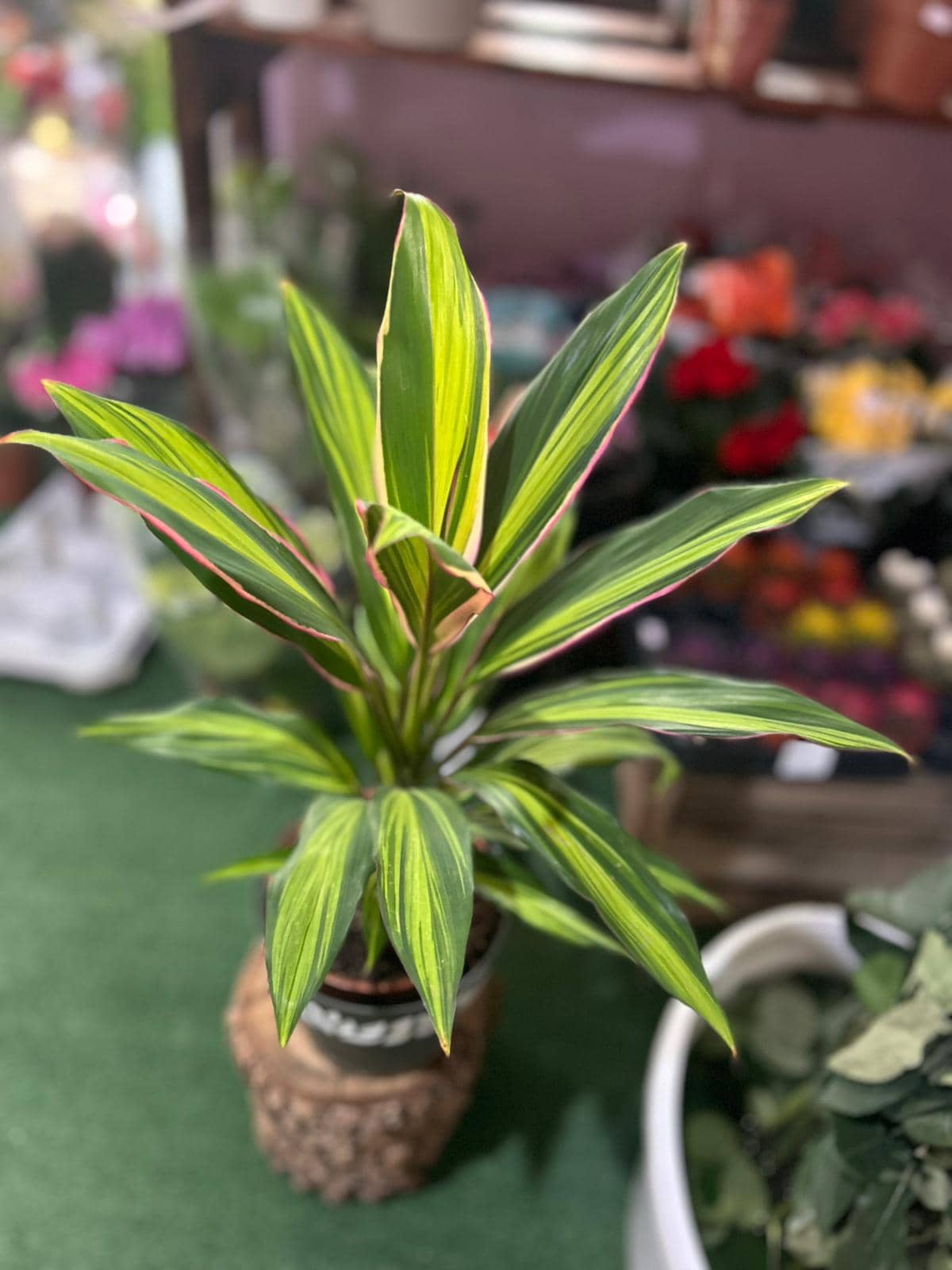 Dracaena Tricolor - Bimë Dekorative e Brendshme — 2