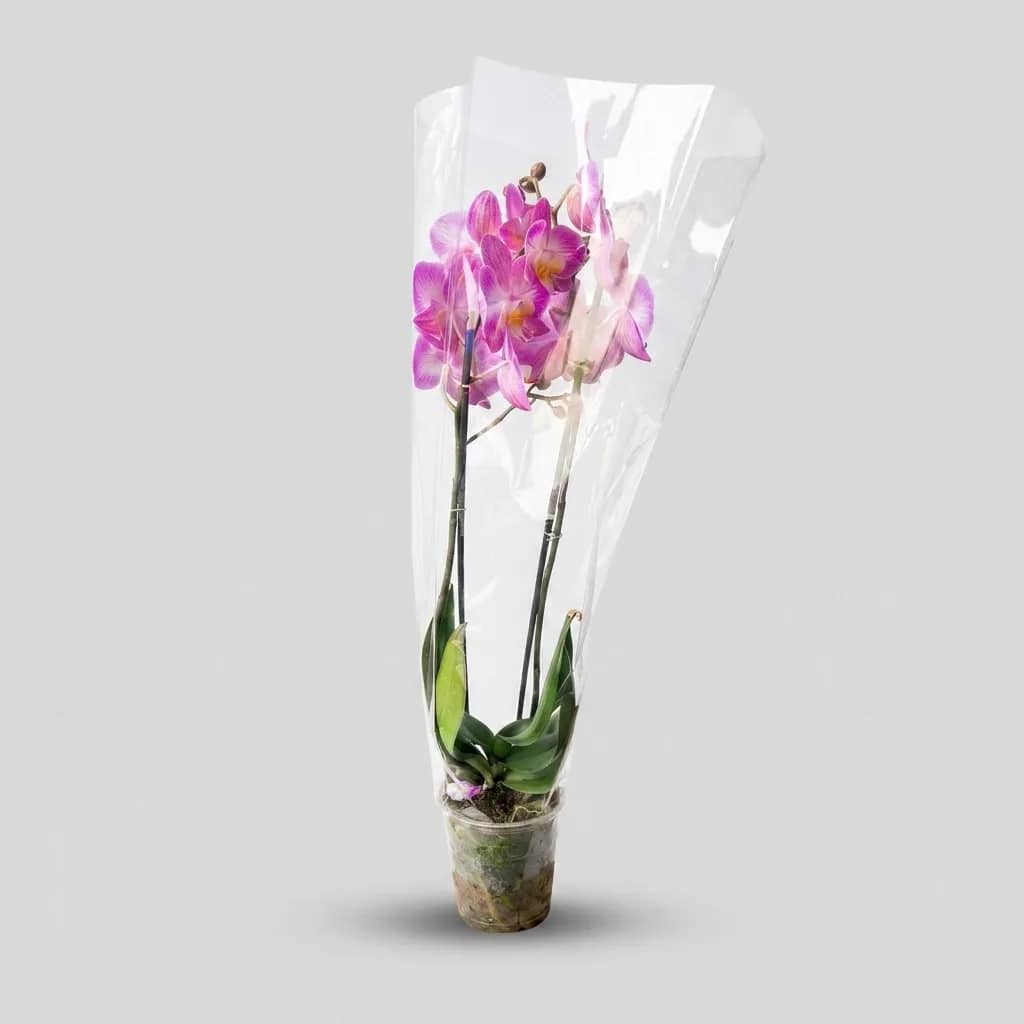 Potted Orchid — 4