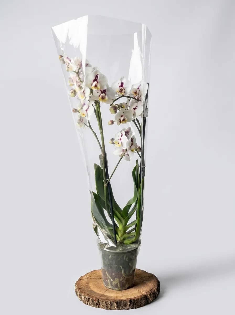 Potted Orchid — 3