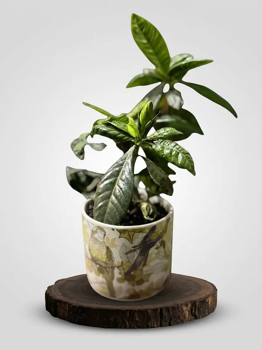 Gardenia in a Decorative Pot — 2