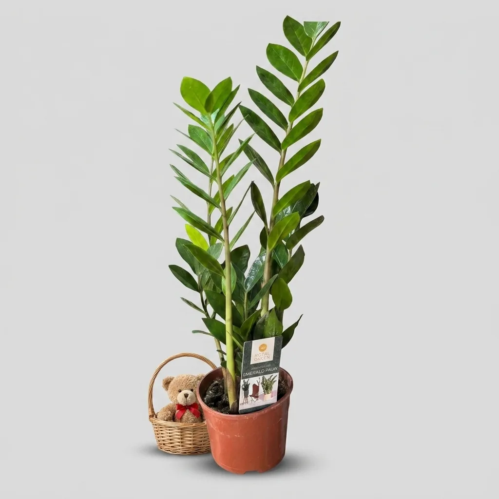 Saksı Zamioculcas Zümrüt Palmiyesi (Zamioculcas Emerald Palm) görseli
