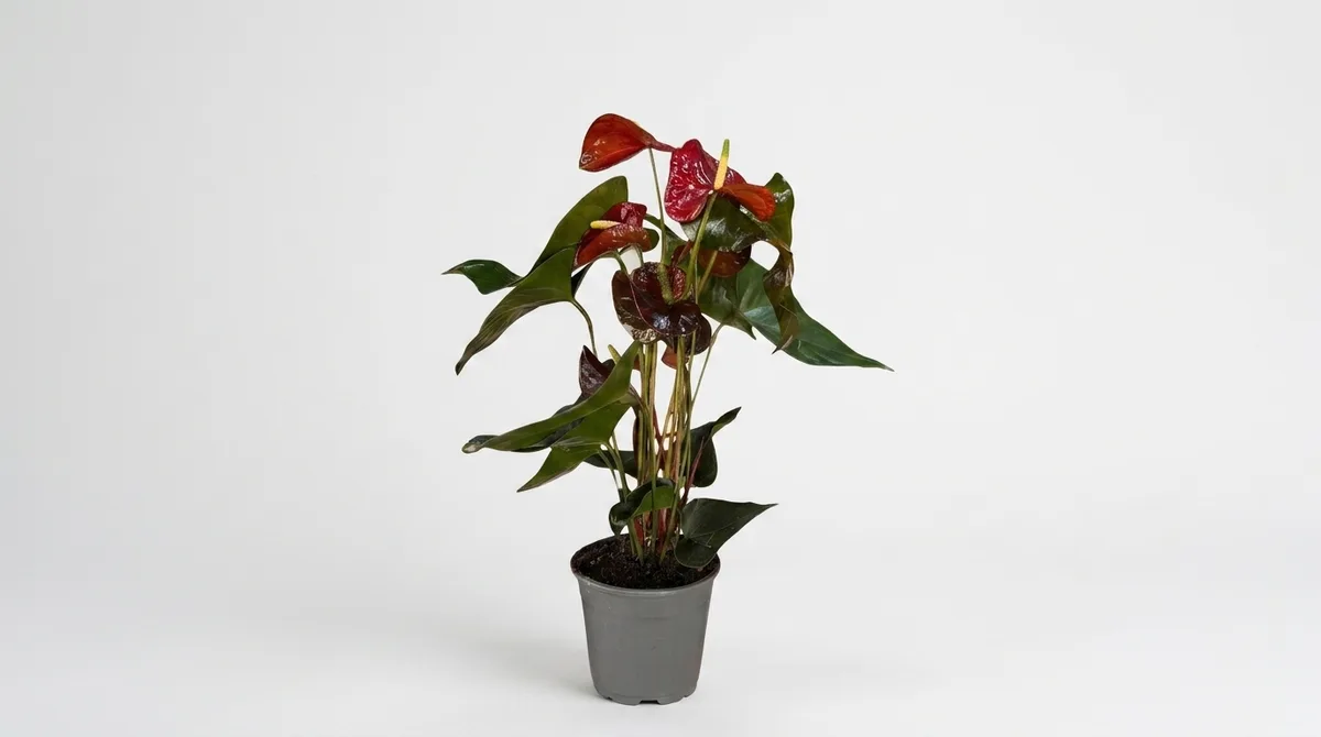 Saksıda Antoryum 'Çikolata' (Anthurium 'Chocolate') görseli