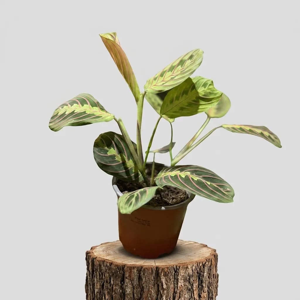 Слика на Маранта (Maranta Leuconeura 'Fascinator') – Растение што се моли