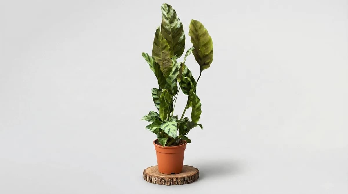 Слика на Калатеја Леопардина (Calathea Leopardina)