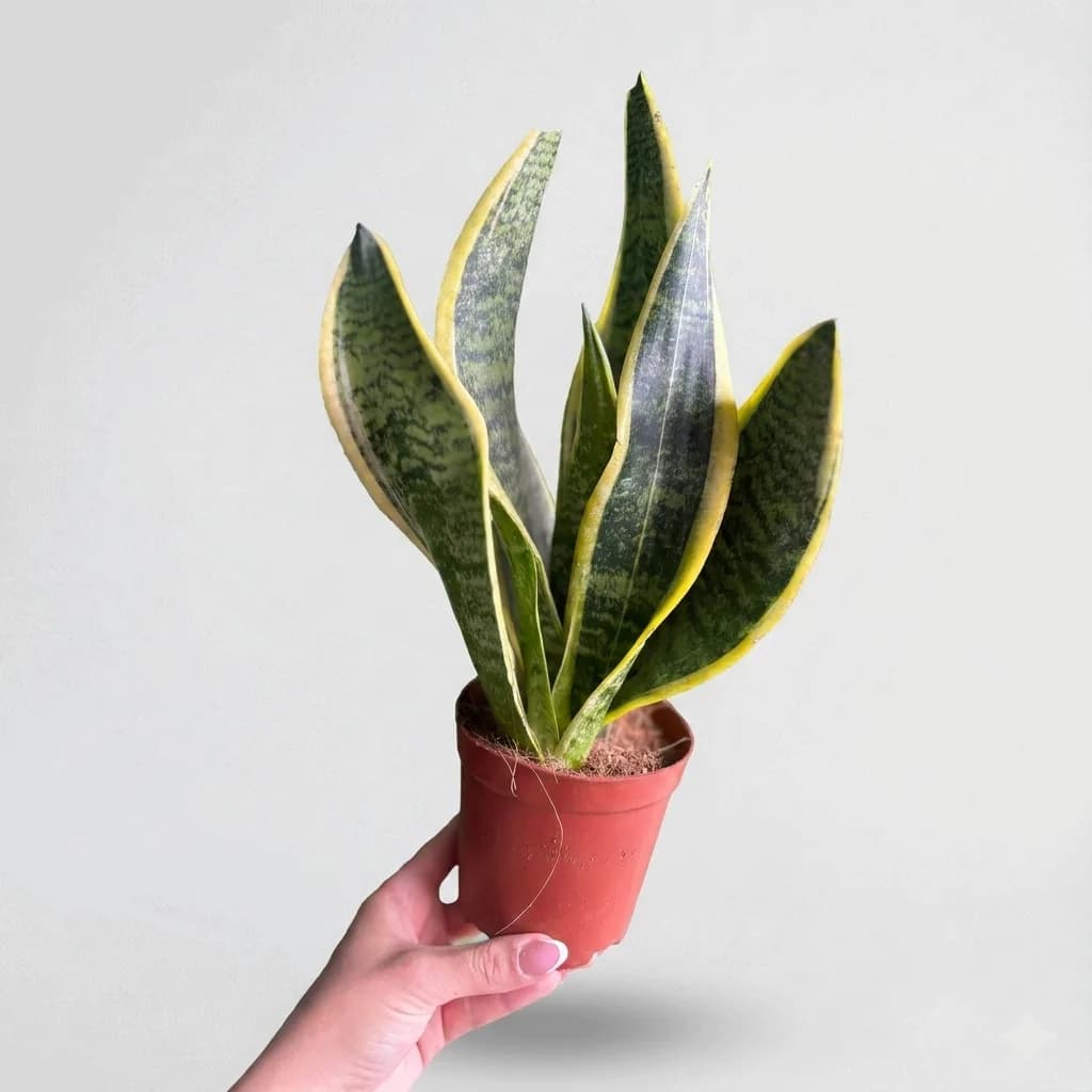 Слика на Sansevieria (Свекрвин јазик)
