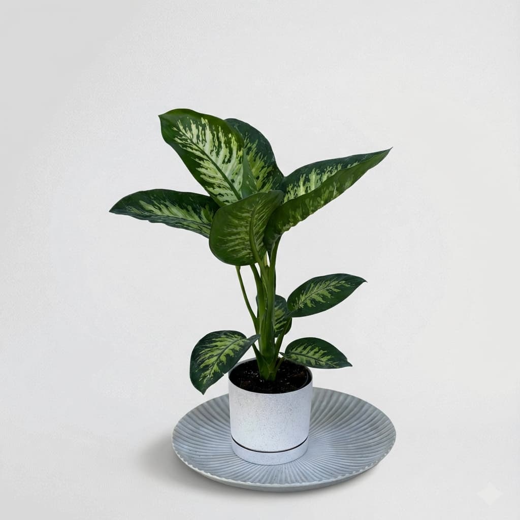 Слика на Дифенбахија