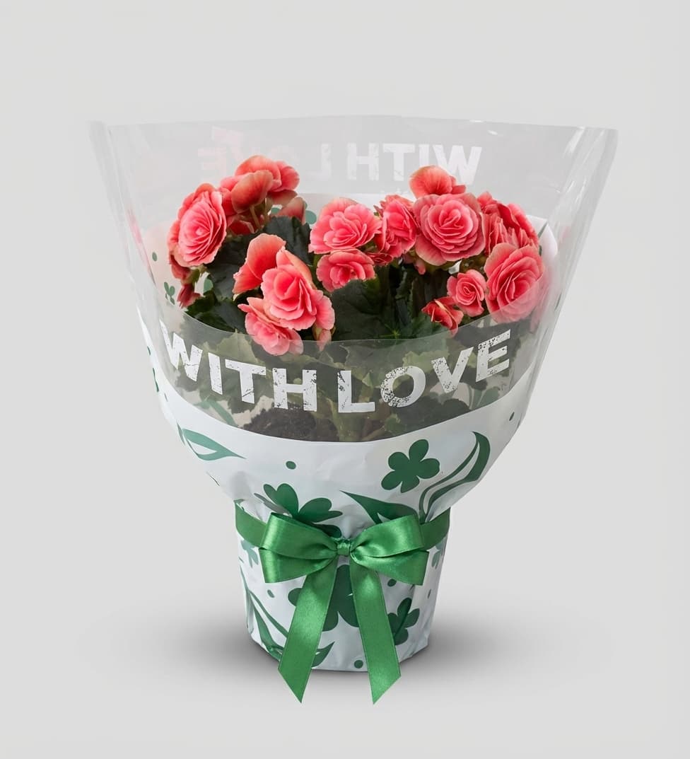 Слика на Розова бегонија "Со Љубов"