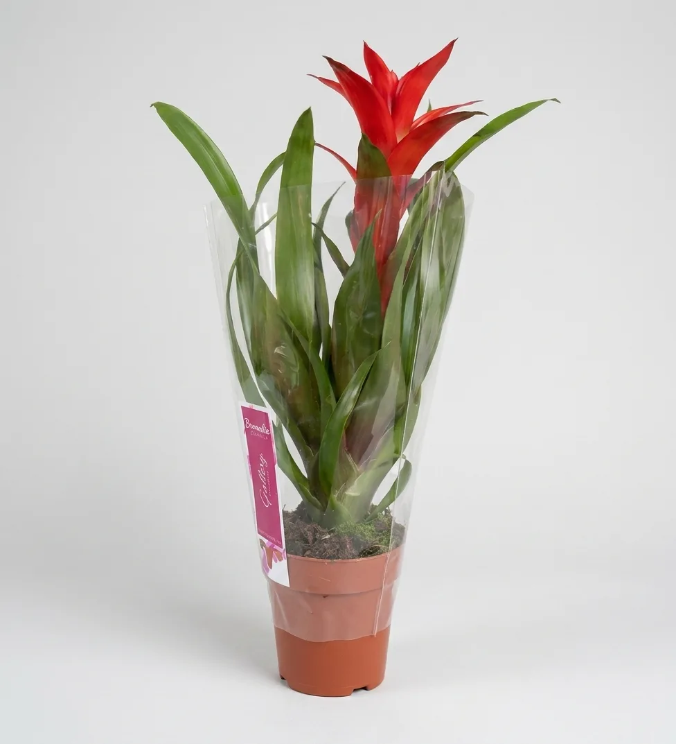 Bromeliad – A Tropical Beauty That Captivates at First Sight! image