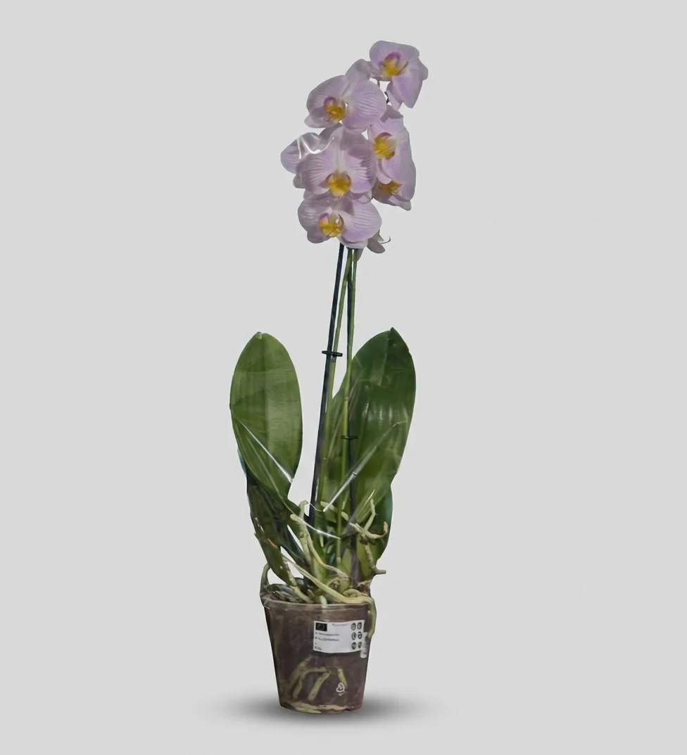 Tender Pink Orchid image