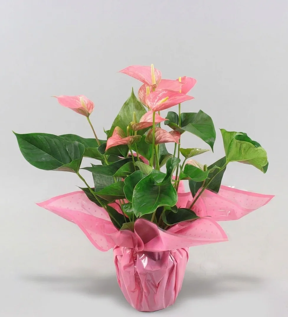 Pink Anthurium image