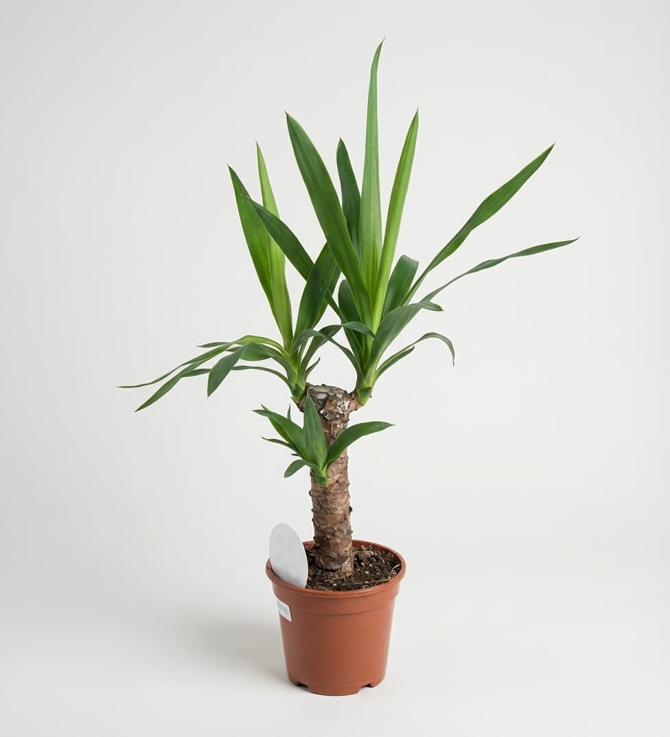 Слика на Yucca Green – Елегантно собно растение Јука