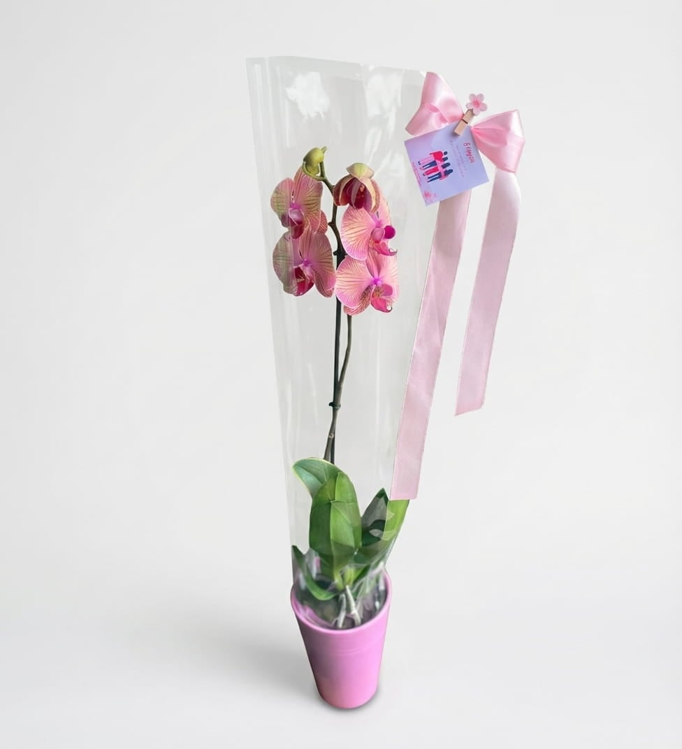 Pink Orchid Beauty – Elegant Orchid Plant — 1