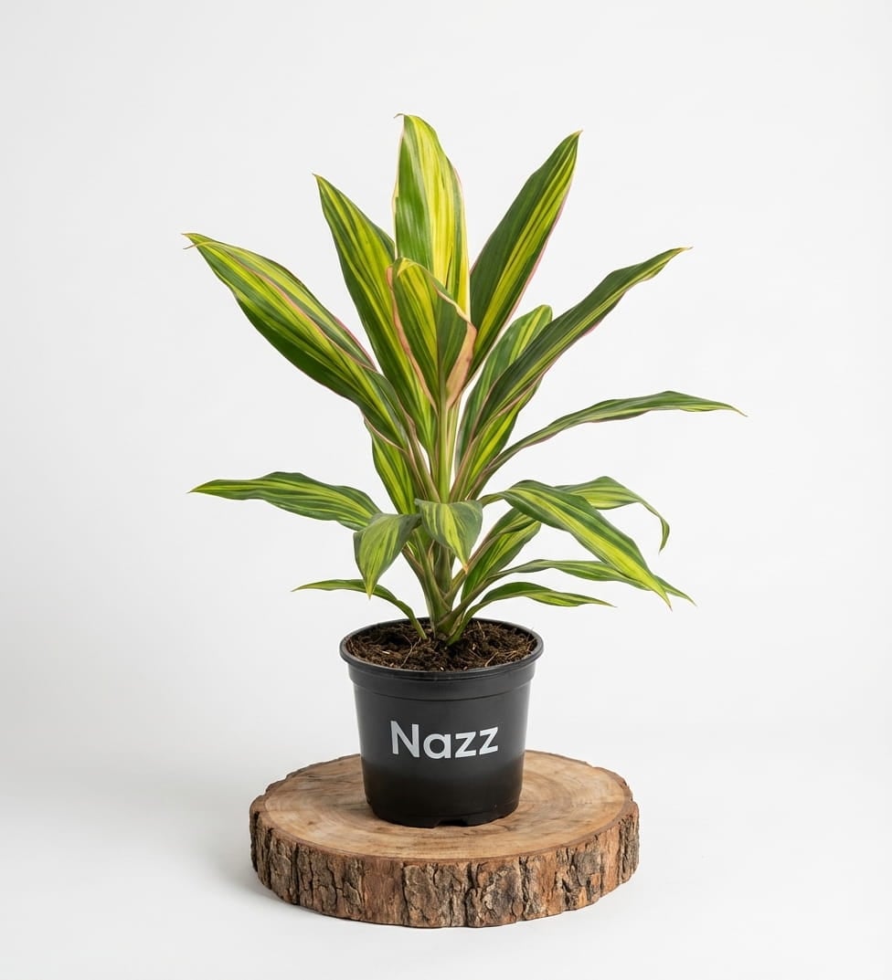 Dracaena Tricolor – Декоративно Собно Растение — 1